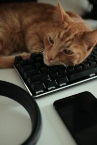 Cat on a computer